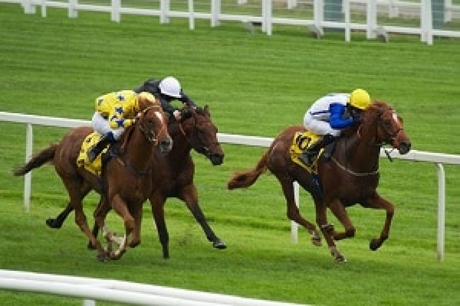 What Is Handicapping In Horse Racing? » Which Bookie